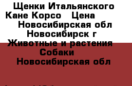Щенки Итальянского Кане Корсо › Цена ­ 35 000 - Новосибирская обл., Новосибирск г. Животные и растения » Собаки   . Новосибирская обл.